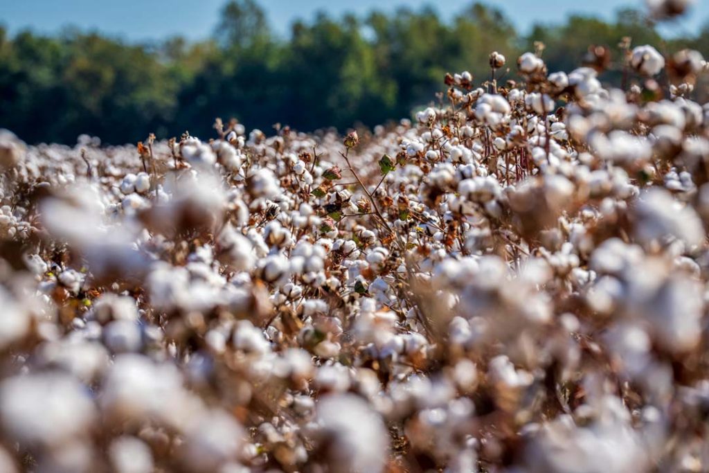 Cotton field with numerous white bolls open and ready for harvest.