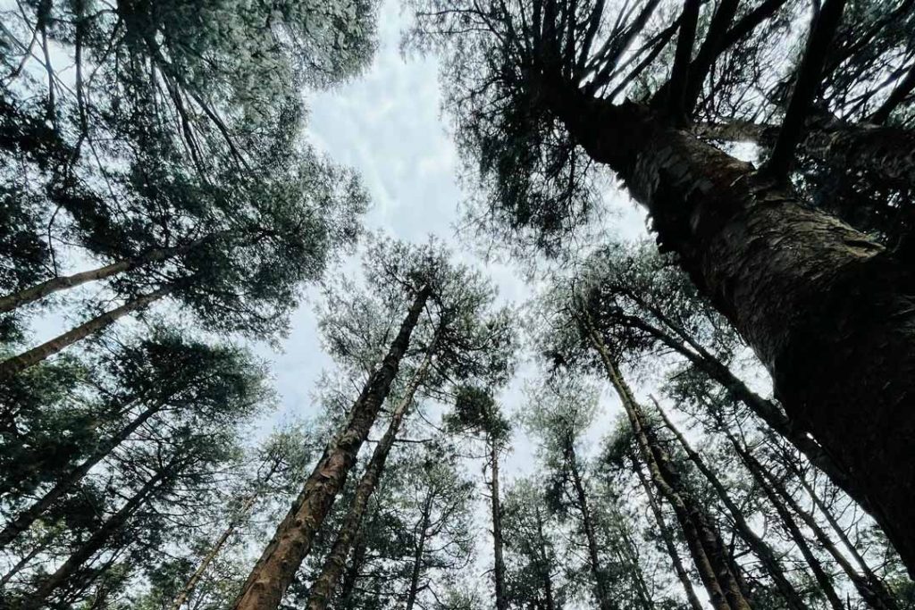 View from below of a forest of tall eucalyptus trees.